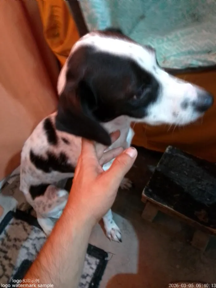 Cachorro raça Dálmata idade 2 anos nome pretinha 