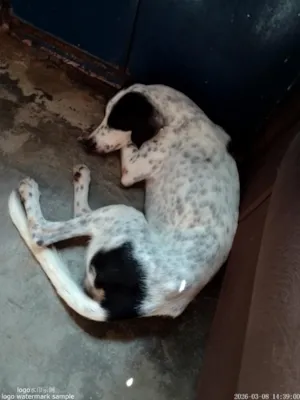 Cachorro raça Dálmata idade 2 anos nome pretinha 