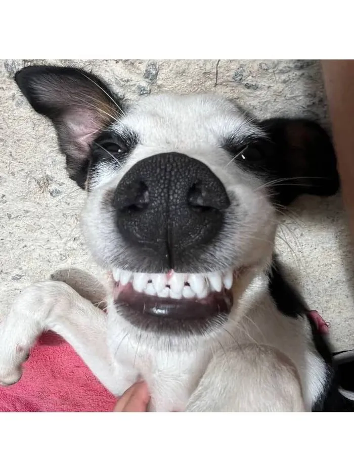 Cachorro raça SRD-ViraLata idade 1 ano nome Apolo 