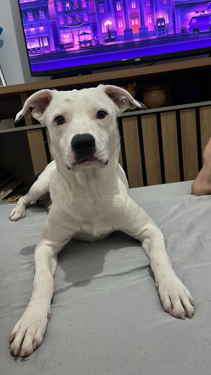 Cachorro raça SRD-ViraLata idade 7 a 11 meses nome snoopy