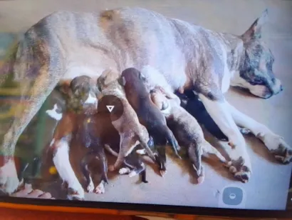 Cachorro raça Pit-Bull idade Abaixo de 2 meses nome são filhotes não tem nome