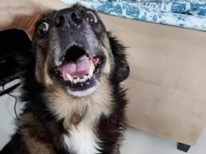 Cachorro raça SRD-ViraLata idade 6 ou mais anos nome Suzy