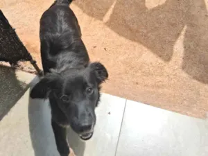 Cachorro raça SRD-ViraLata idade 7 a 11 meses nome sem nome