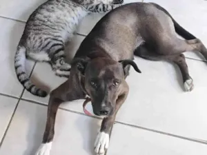 Cachorro raça SRD-ViraLata idade 3 anos nome Luna 