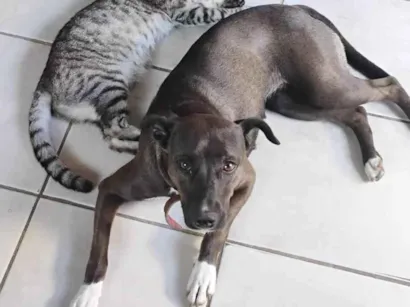 Cachorro raça SRD-ViraLata idade 3 anos nome Luna 