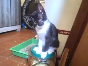 Gato raça SRD-ViraLata idade 2 a 6 meses nome Frajola