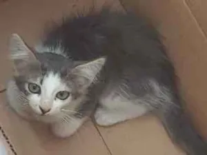 Gato raça SRD-ViraLata idade 2 a 6 meses nome Lulu