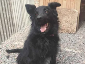 Cachorro raça Labrador idade 2 anos nome Ravena