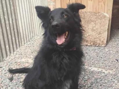 Cachorro raça Labrador idade 2 anos nome Ravena