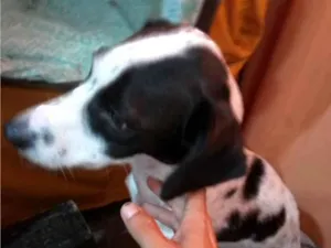 Cachorro raça Dálmata idade 2 anos nome pretinha 