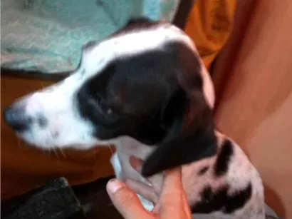 Cachorro raça Dálmata idade 2 anos nome pretinha 