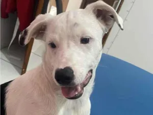 Cachorro raça SRD-ViraLata idade 7 a 11 meses nome snoopy