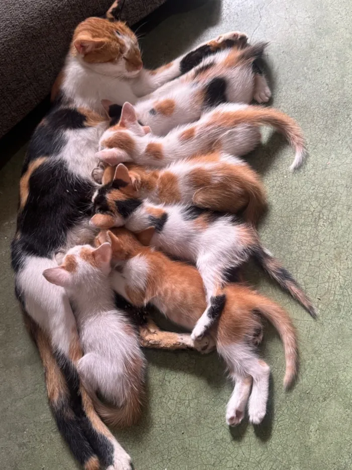 Gato raça SRD-ViraLata idade 7 a 11 meses nome Mimi