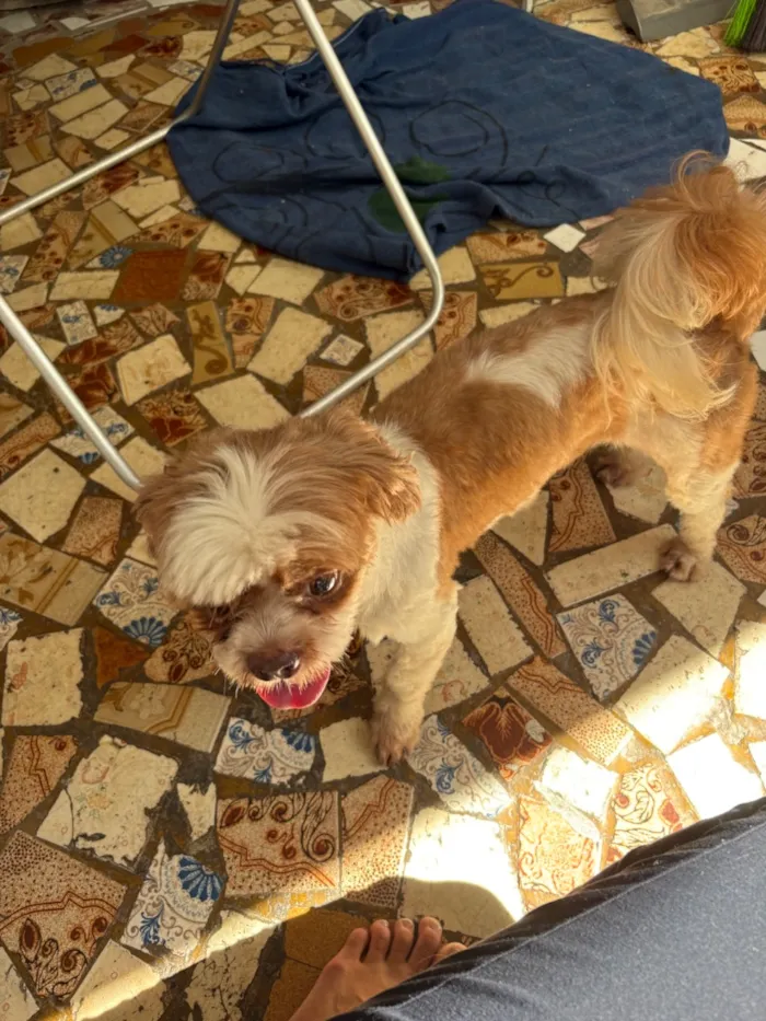 Cachorro raça Shitzu idade 2 a 6 meses nome Não sei 