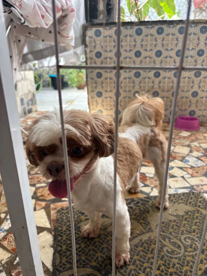Cachorro raça Shitzu idade 1 ano nome Eu não sei o nome dele 