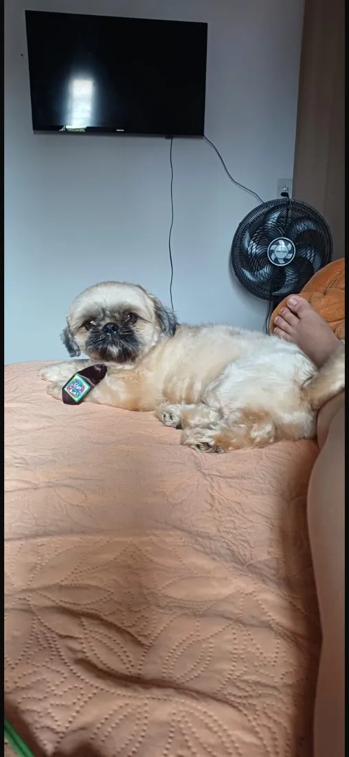 Cachorro raça Shitzu idade 3 anos nome Pingo