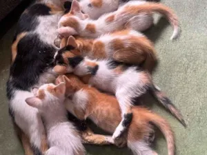 Gato raça SRD-ViraLata idade 7 a 11 meses nome Mimi