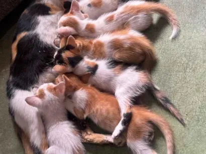 Gato raça SRD-ViraLata idade 7 a 11 meses nome Mimi