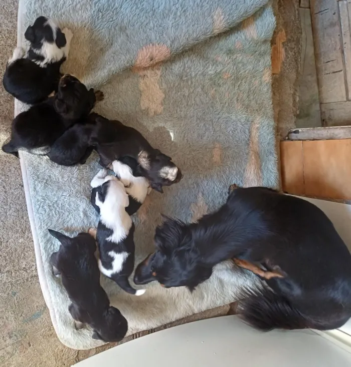 Cachorro raça Lhasa Apso idade Abaixo de 2 meses nome n tem nome pois e recém nascido 