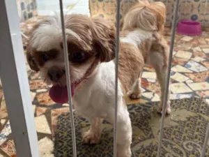 Cachorro raça Shitzu idade 2 a 6 meses nome Não sei 