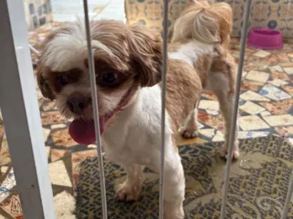 Cachorro raça Shitzu idade 2 a 6 meses nome Não sei 