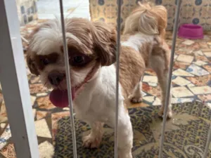 Cachorro raça Shitzu idade 1 ano nome Eu não sei o nome dele 