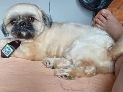 Cachorro raça Shitzu idade 3 anos nome Pingo