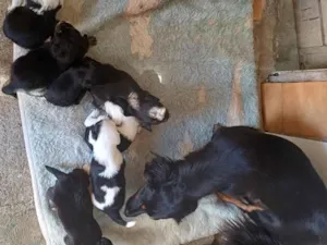 Cachorro raça Lhasa Apso idade Abaixo de 2 meses nome n tem nome pois e recém nascido 