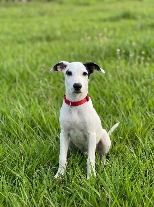 Cachorro raça SRD-ViraLata idade 2 a 6 meses nome SRDs 01