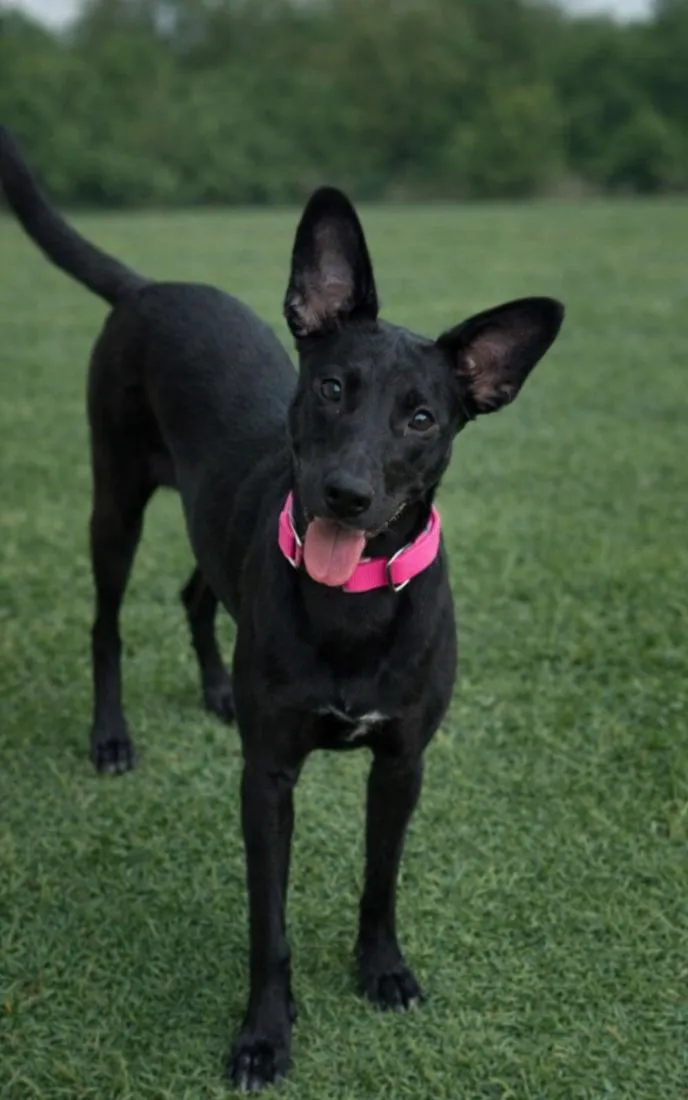 Cachorro raça SRD-ViraLata idade 2 a 6 meses nome SRDs 01