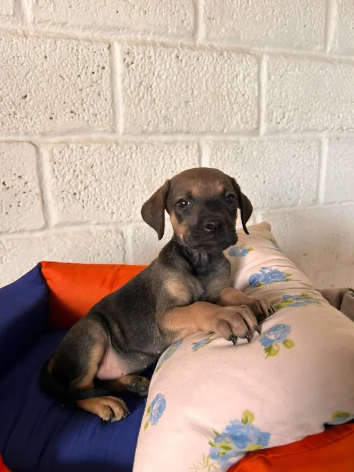Cachorro raça SRD-ViraLata idade 2 a 6 meses nome SRDs 01