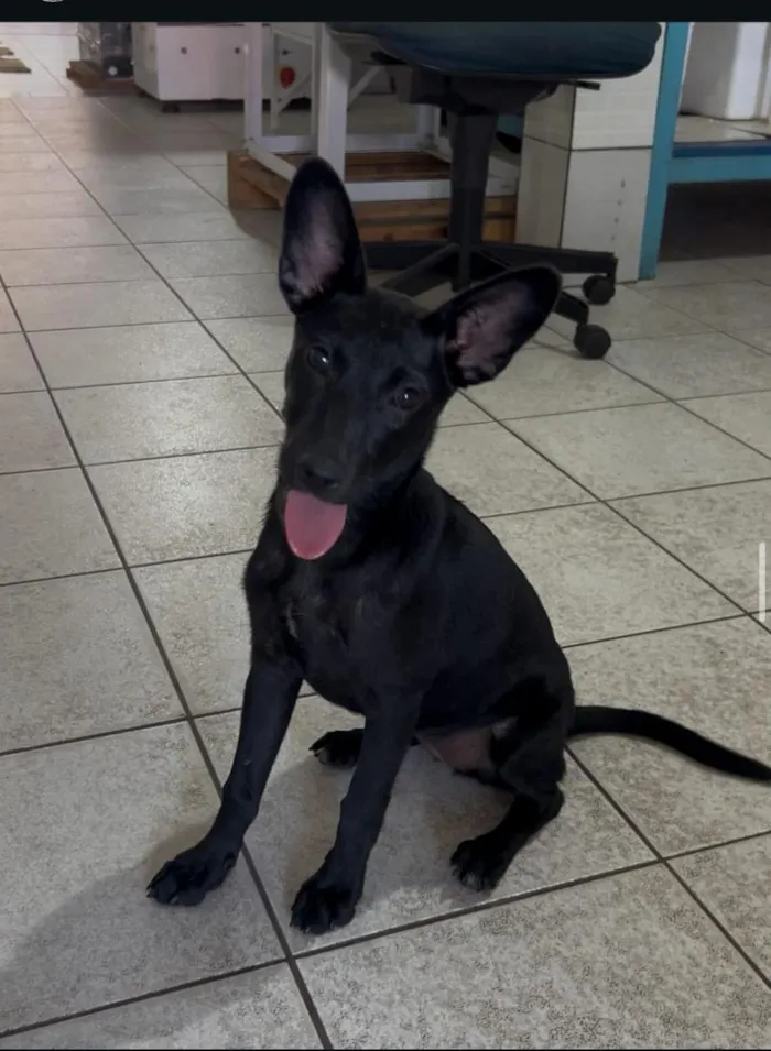 Cachorro raça SRD-ViraLata idade 2 a 6 meses nome SRDs 01