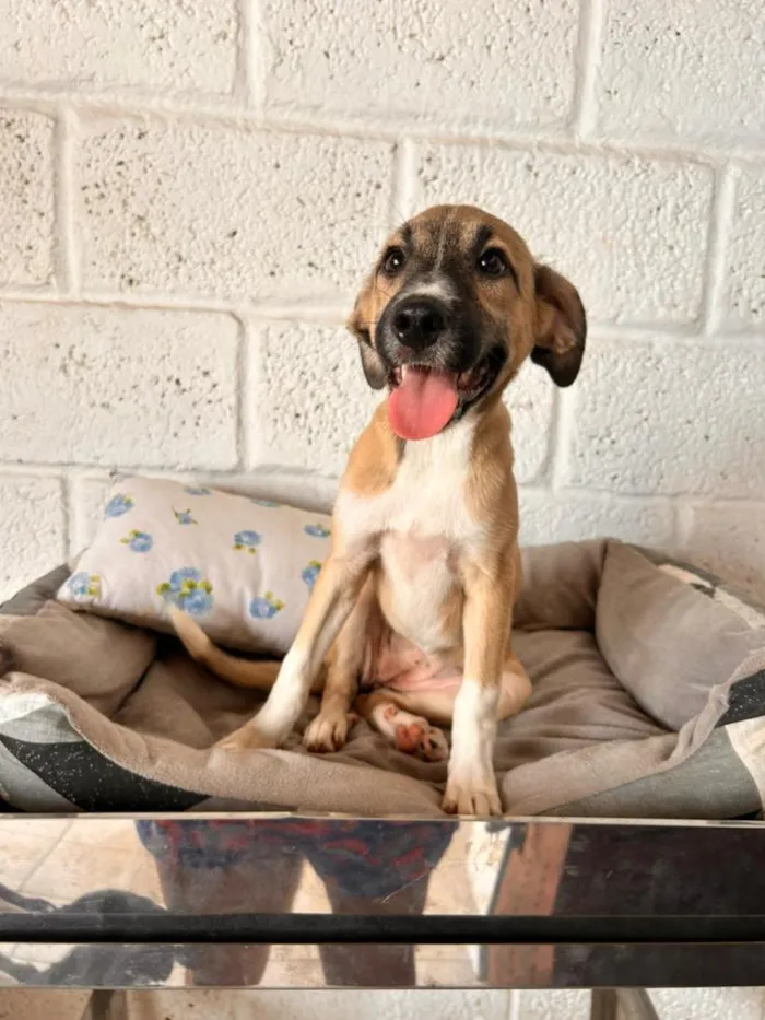 Cachorro raça SRD-ViraLata idade 2 a 6 meses nome SRDs 01