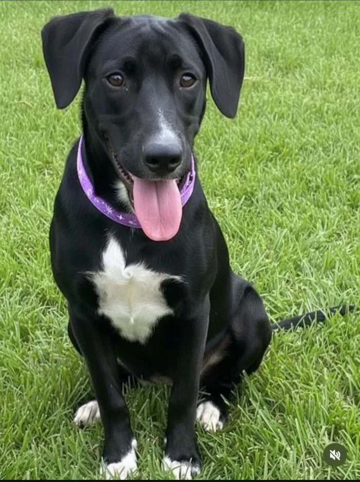 Cachorro raça SRD-ViraLata idade 2 a 6 meses nome SRDs 01