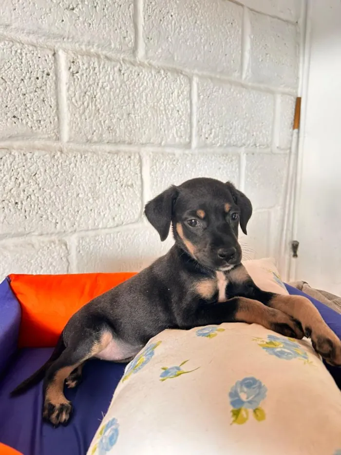 Cachorro raça SRD-ViraLata idade 2 a 6 meses nome SRDs 01