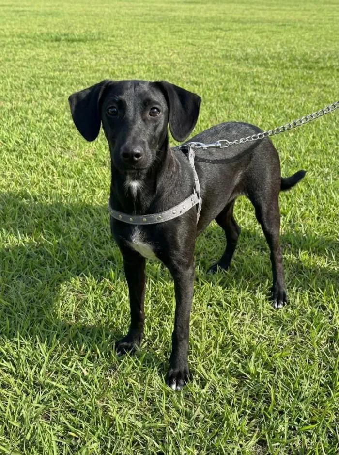 Cachorro raça SRD-ViraLata idade 2 a 6 meses nome SRDs 01