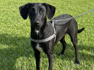 Cachorro raça SRD-ViraLata idade 2 a 6 meses nome SRDs 01