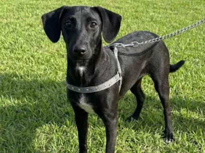 Cachorro raça SRD-ViraLata idade 2 a 6 meses nome SRDs 01