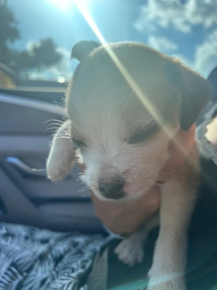 Cachorro raça SRD-ViraLata idade Abaixo de 2 meses nome Naná