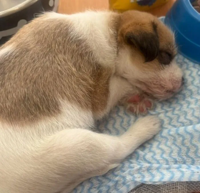 Cachorro raça SRD-ViraLata idade Abaixo de 2 meses nome Naná