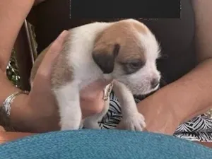 Cachorro raça SRD-ViraLata idade Abaixo de 2 meses nome Naná