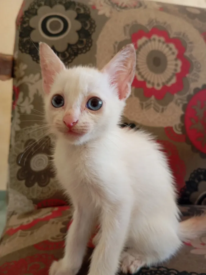 Gato raça SRD-ViraLata idade 2 a 6 meses nome Sem nome