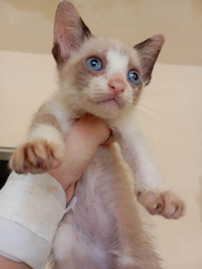 Gato raça SRD-ViraLata idade 2 a 6 meses nome Sem nome