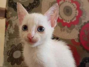 Gato raça SRD-ViraLata idade 2 a 6 meses nome Sem nome