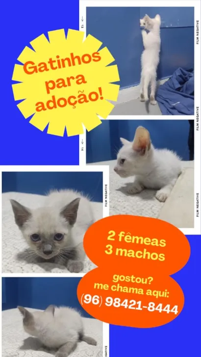 Gato raça Siamês idade Abaixo de 2 meses nome gatinho 