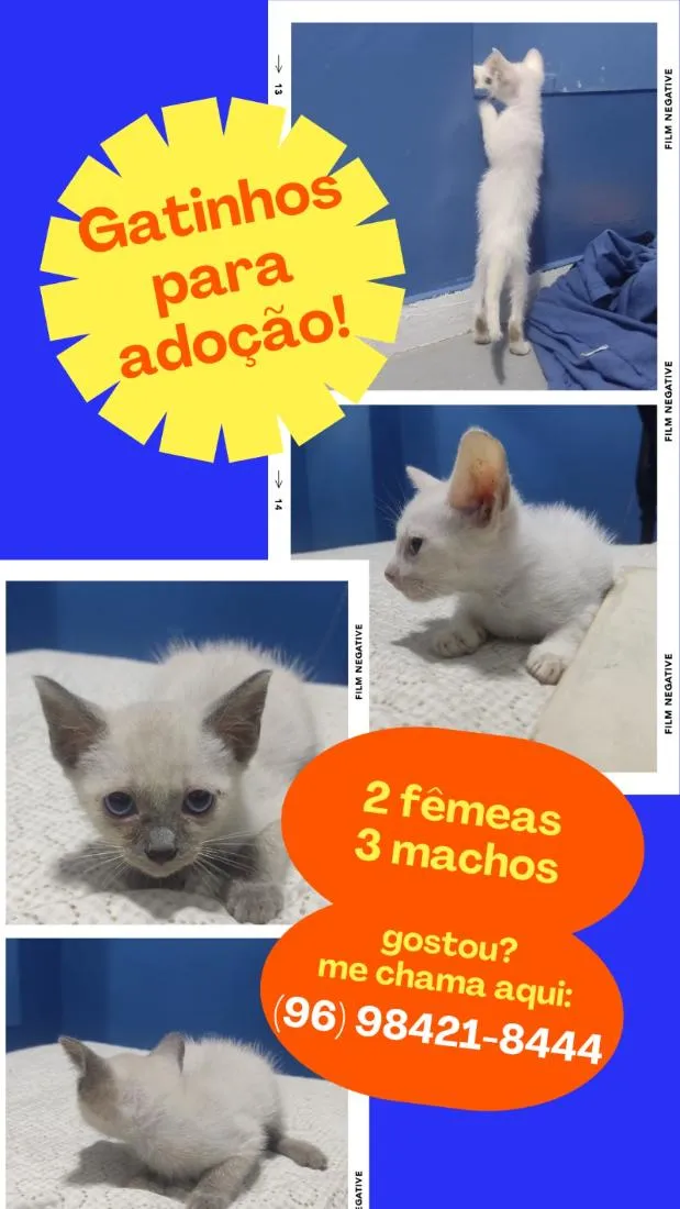 Gato raça Siamês idade Abaixo de 2 meses nome gatinho 