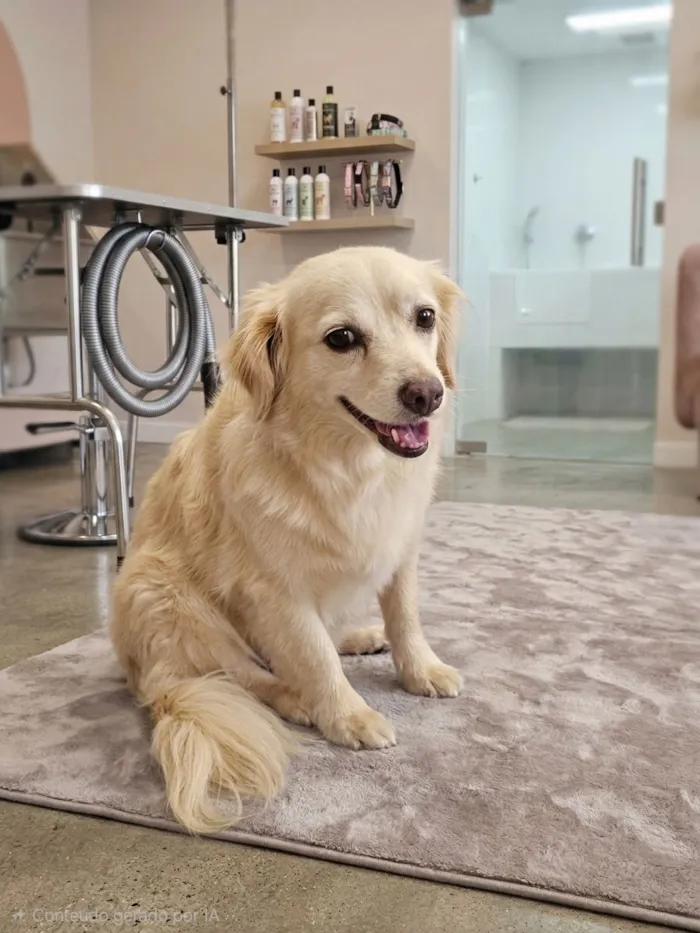 Cachorro raça SRD-ViraLata idade 3 anos nome pirulito 