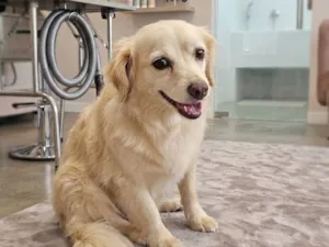 Cachorro raça SRD-ViraLata idade 3 anos nome pirulito 