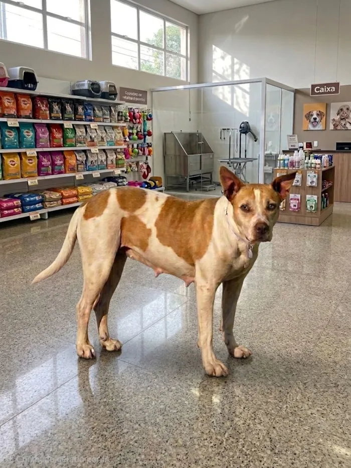 Cachorro raça Pit-Bull idade 5 anos nome brisa