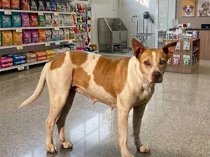 Cachorro raça Pit-Bull idade 5 anos nome brisa